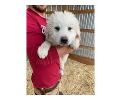 Great Pyrenees puppies for sale