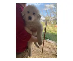 Great Pyrenees puppies for sale - 3