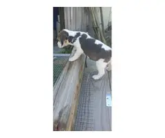 2 Beagle puppies for sale - 3