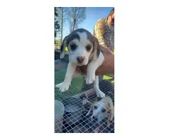 2 Beagle puppies for sale - 5