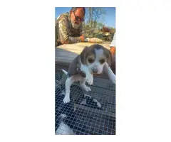 2 Beagle puppies for sale - 7