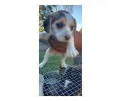 2 Beagle puppies for sale - 8