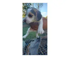 2 Beagle puppies for sale - 9