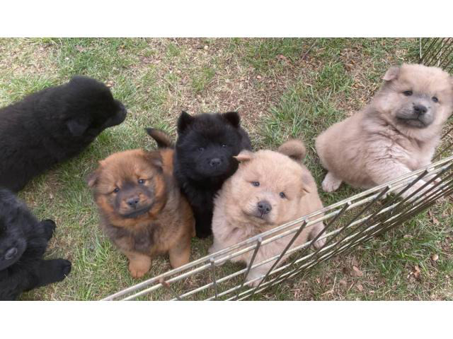 7 CKC registered Chow Chow puppies in Drumright, Oklahoma