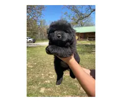 7 CKC registered Chow Chow puppies - 2