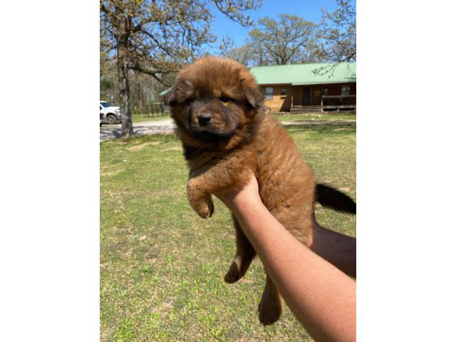 7 CKC registered Chow Chow puppies in Drumright, Oklahoma