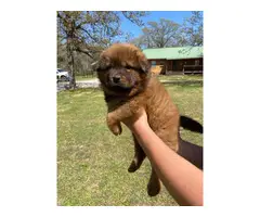 7 CKC registered Chow Chow puppies - 3