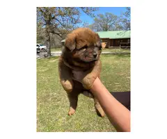 7 CKC registered Chow Chow puppies - 4