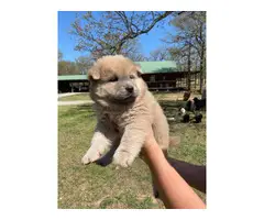 7 CKC registered Chow Chow puppies - 5