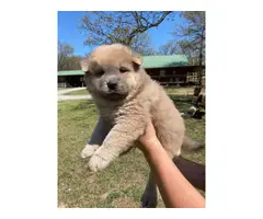 7 CKC registered Chow Chow puppies - 7