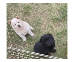 7 CKC registered Chow Chow puppies - 9
