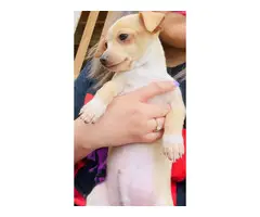 Chihuahua Puppies to rehome