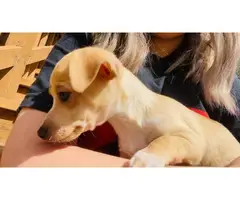 Chihuahua Puppies to rehome - 3