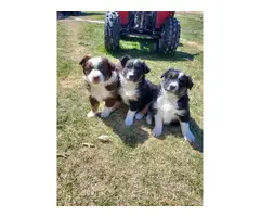 Four Australian shepherd puppies available