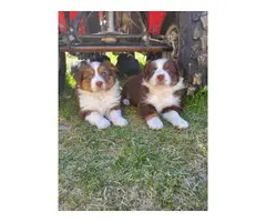 Four Australian shepherd puppies available - 7