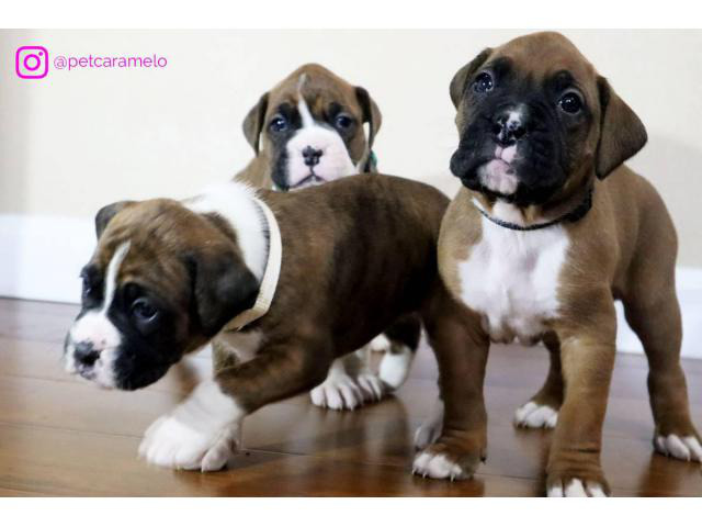 Three beautiful boxer puppies in Oakland, California - Puppies for Sale Near Me