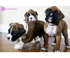 Three beautiful boxer puppies