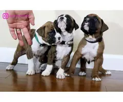 Three beautiful boxer puppies - 2