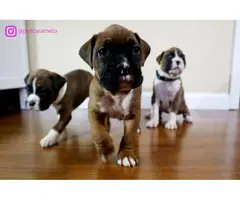 Three beautiful boxer puppies - 3