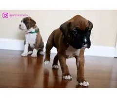 Three beautiful boxer puppies - 9