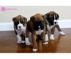 Three beautiful boxer puppies - 10
