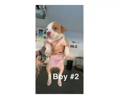 6 Red Nose Pitbull Puppies For Sale - 3
