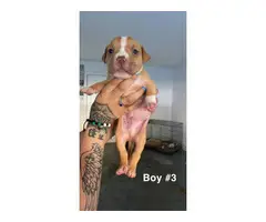 6 Red Nose Pitbull Puppies For Sale - 5