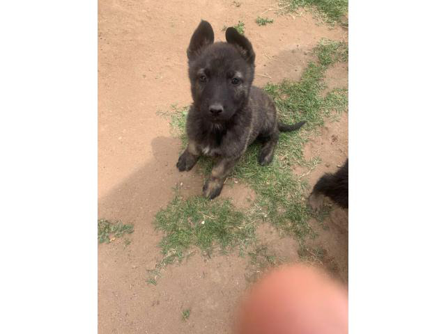 Male Dutch Shepherd puppy for sale in San Diego