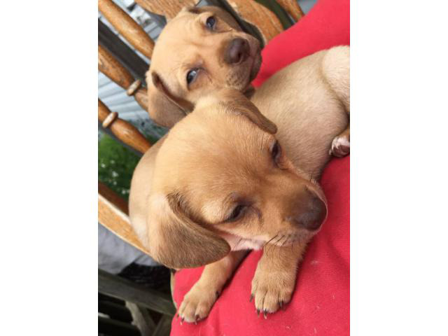 Deerhead Chihuahua puppies in Lebanon, Tennessee