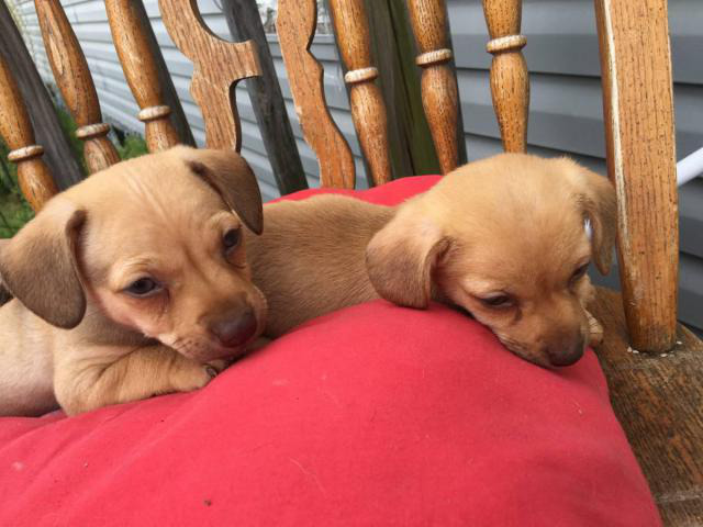 Deerhead Chihuahua puppies in Lebanon, Tennessee