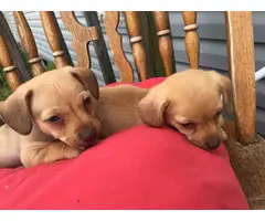 Deer-head Chihuahua puppies - 4