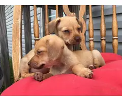 Deer-head Chihuahua puppies - 10
