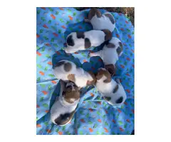 Registered Jack Russell puppies - 3