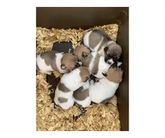Registered Jack Russell puppies - 4