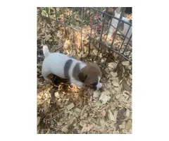 Registered Jack Russell puppies - 6