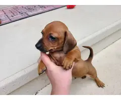 3 male Dachshund puppies for sale - 3