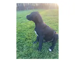 Two Great Dane puppies for sale - 2