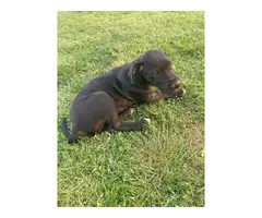 Two Great Dane puppies for sale - 3