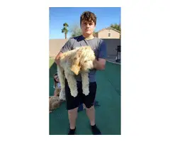 2 male Golden Doodle Puppies for sale - 2