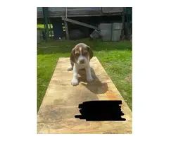 8 males and 4 females Beagle puppies - 6