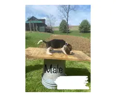 8 males and 4 females Beagle puppies - 8