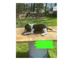 8 males and 4 females Beagle puppies - 16