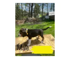 8 males and 4 females Beagle puppies - 20