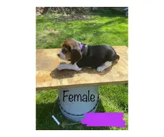 8 males and 4 females Beagle puppies - 22
