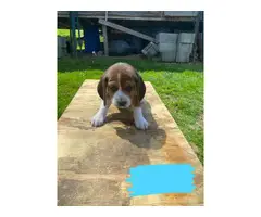 8 males and 4 females Beagle puppies - 23