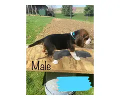 8 males and 4 females Beagle puppies - 24