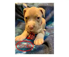 6 adorable Pitbull puppies available - 2