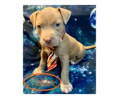 6 adorable Pitbull puppies available - 3