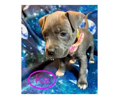 6 adorable Pitbull puppies available - 5