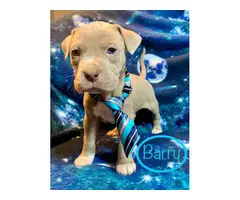 6 adorable Pitbull puppies available - 6